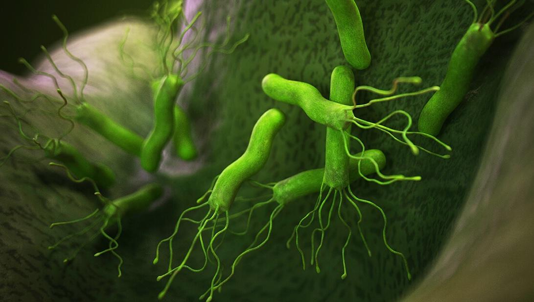 中國超一半人帶幽門螺桿菌 	傳染途徑由糞to口 還有水源